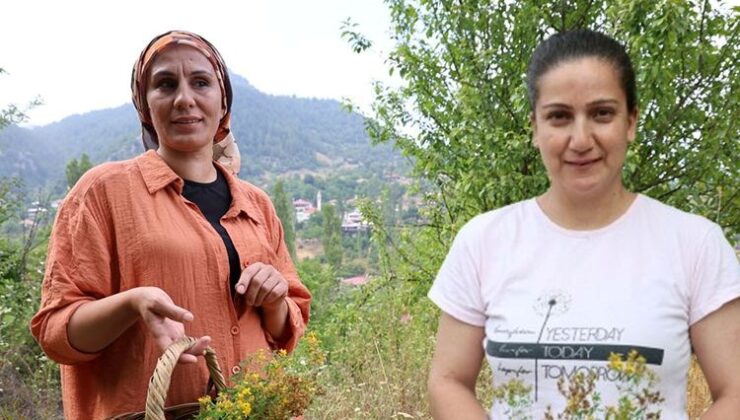 Adana’nın “Şifalı Otu”| Tabiatın Leke Kremi! 41 Gün Güneşte Bekletiliyor, Ciltte İz, Yara, Leke, Yanık Bırakmıyor