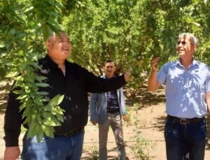 Adıyaman’da Badem Üreticileri Randıman Alım Fiyatının Artırılmasını Talep Ediyor