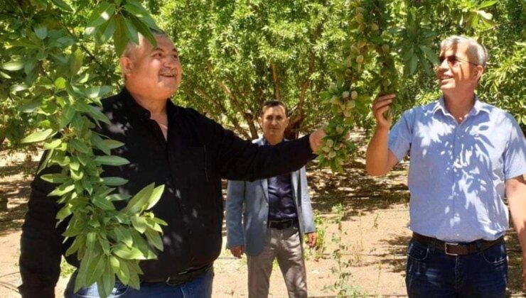 Adıyaman’da Badem Üreticileri Randıman Alım Fiyatının Artırılmasını Talep Ediyor