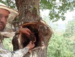 Ağaçların Kovuklarından Çıkarılan Balın Kilosunu 8 Bin Liradan Alıcı Buluyor