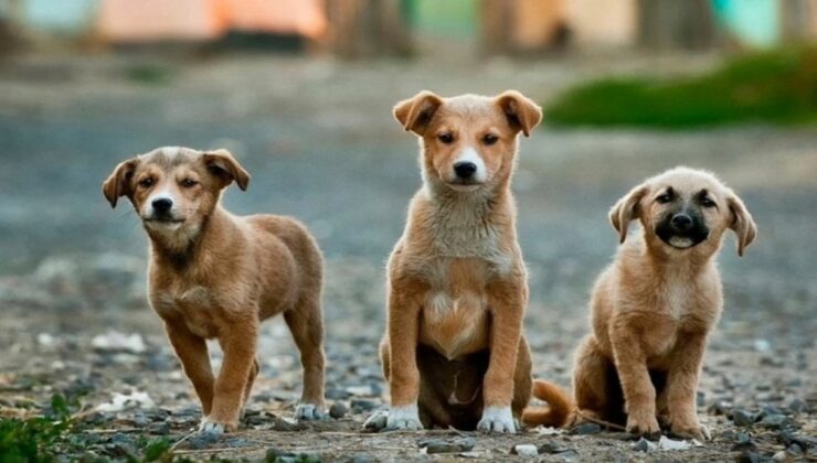 AKP’den Geri Adım! Sokak Köpekleri Teklifinde Sona Gelindi