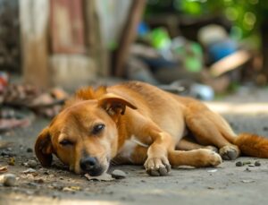 AKP’li Çalışkan: Önlem Alınmazsa 2030’da 50 Milyon Sahipsiz Köpeğin Olabilir