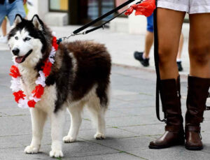 Alman Meclisi’ndeki Köpek Kümesi’nin Gayreti