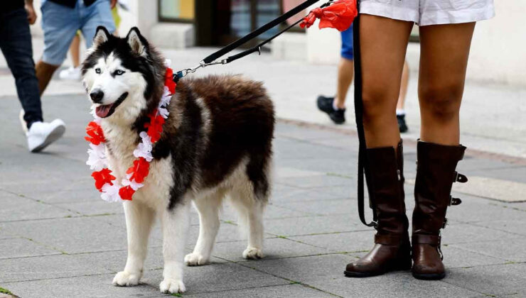 Alman Meclisi’ndeki Köpek Kümesi’nin Gayreti