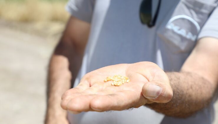 Altın Gibi Parlıyorlar: Bu Yıl Dönümünden 250-400 Kilo Hasat Bekleniyor