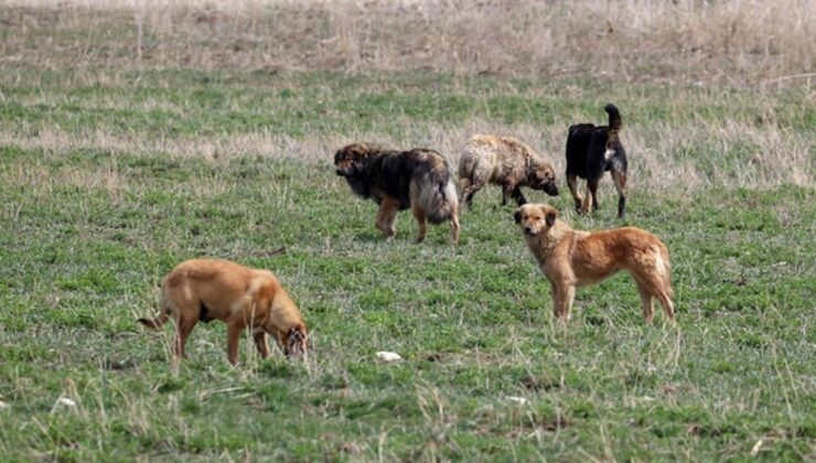 Ankara’da 15 Köpek Ölü Bulundu