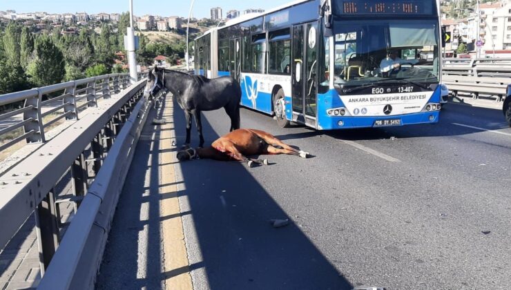 Ankara’da Yola Çıkan Başıboş Ata Otomobil Çarptı