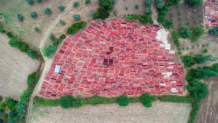 Antalya’da Görsel Şölen: Buğday Tarlası Halı Tarlasına Dönüştü