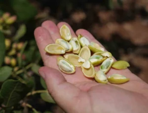 Antep Fıstığında Yüksek Rekolte Çiftçileri Sevindirdi