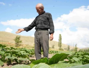 Ata Tohumundan Organik Bal Kabakları Toprakla Buluşturuldu