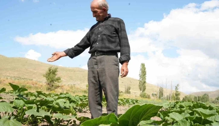 Ata Tohumundan Organik Bal Kabakları Toprakla Buluşturuldu