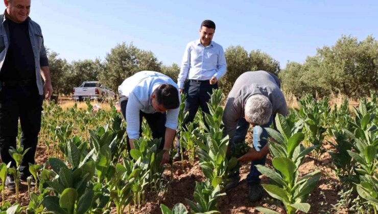 Aydın Karacasu’da Kaymakam ve Savcı Tütün Hasadına Katıldı