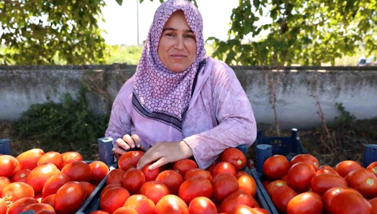 Aydın’da Domates Hasadı Başladı