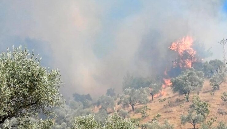 Aydın’da Zeytinlik Alanında Yangın Kontrol Altına Alınmaya Çalışılıyor