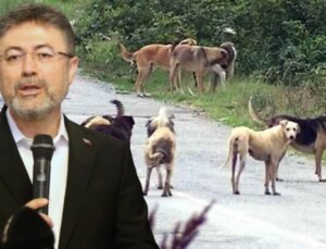 Bakan Yumaklı: Başıboş Sokak Köpekleri Düzenlemesine Uymayan Belediyelere 2 Yıla Kadar Hapis Öngörülüyor