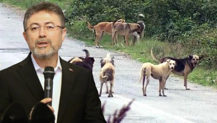 Bakan Yumaklı: Başıboş Sokak Köpekleri Düzenlemesine Uymayan Belediyelere 2 Yıla Kadar Hapis Öngörülüyor