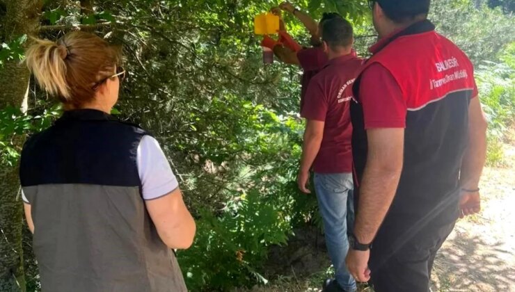 Balıkesir Havran’da Kestane Gal Arısı Zararlısıyla Mücadele Ediliyor