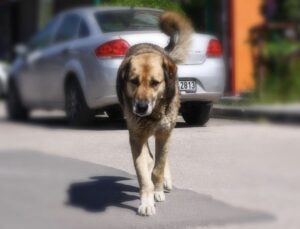 Başıboş Köpek Düzenlemesi Bugün Komitede Görüşülecek