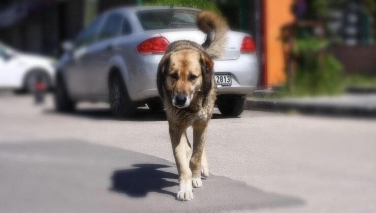 Başıboş Köpek Düzenlemesi Bugün Komitede Görüşülecek