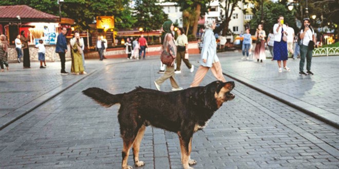 Başıboş Köpekler 4 Yılda Toplanacak