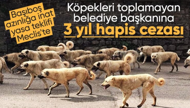 Başıboş Sokak Köpekleri Düzenlemesi Tamamlandı