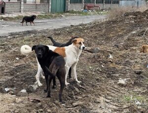 Başıboş Sokak Köpeklerine Yönelik Teklif, Meclis Kurulunda