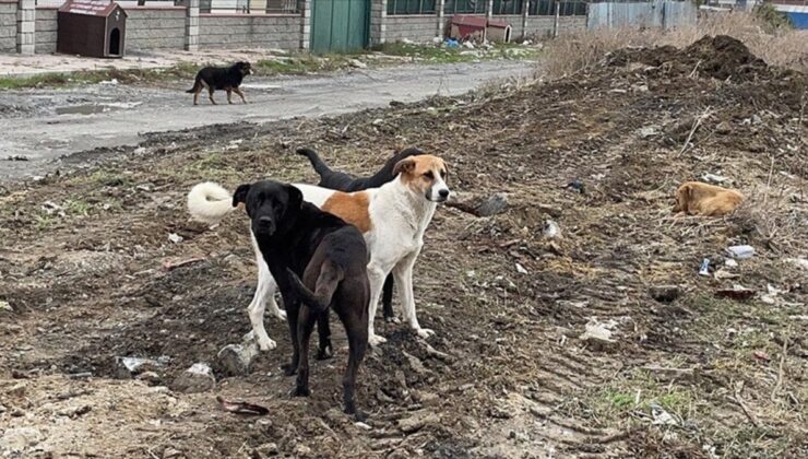 Başıboş Sokak Köpeklerine Yönelik Teklif, Meclis Kurulunda