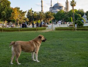 Başka Avrupa Ülkelerinde Hayvanlar Uyutuluyor Mu?