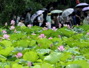 Beijing’deki Yuanmingyuan Parkı’nda Nilüfer Çiçekleri Açmaya Başladı