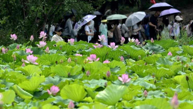 Beijing’deki Yuanmingyuan Parkı’nda Nilüfer Çiçekleri Açmaya Başladı