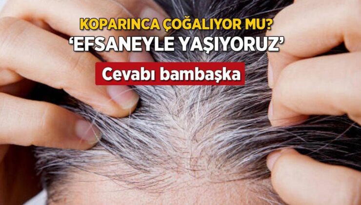 Beyaz Saçlar Koparınca Çoğalır Mı? Yıllardır Bu Efsaneyle Yaşıyoruz, Karşılığı Şaşırttı