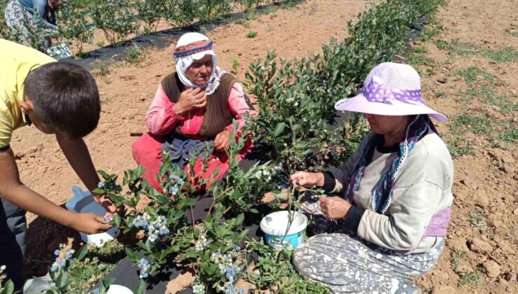 Bilecik’te Maviyemiş Üretimi Köyün Geçim Kaynağı Haline Geldi