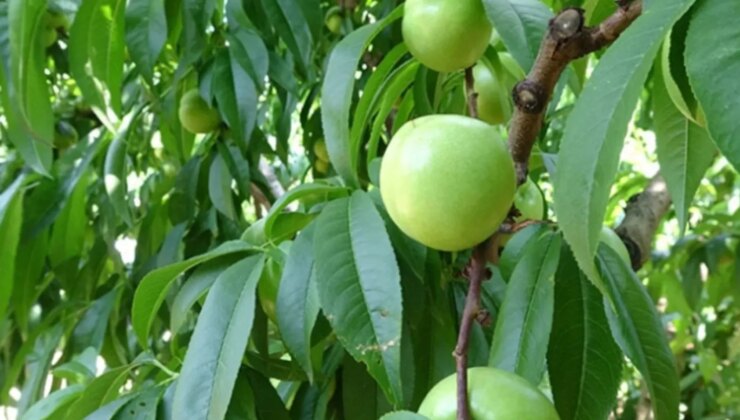 Bilenlerin Dört Gözle Beklediği Hasat Başladı! Yiyen Mide Sorunu Tarihe Gömüyor; Kilosu İse Sadece 20 Lira