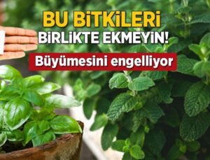 Bitkilerin Birden fazla İstilacı Çıktı! Birlikte Ekmeyin, Leş Gibi Kokutuyor