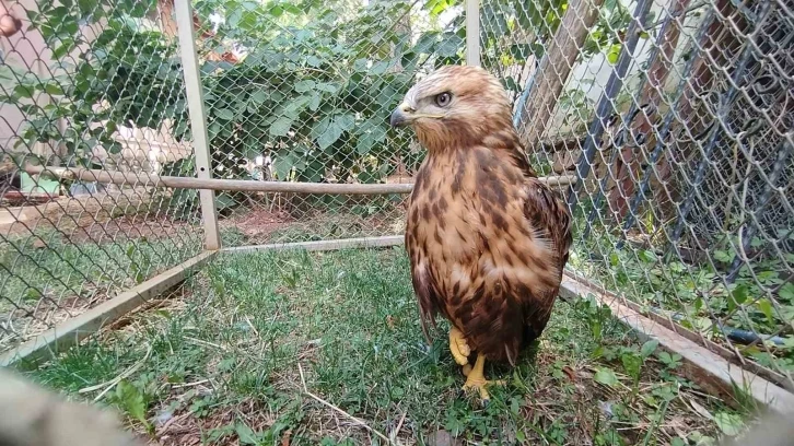 Bitkin Halde Bulunan Kızıl Şahin Tedavisinin Ardından Tabiata Salındı