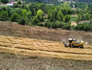 Buğdayın Atası ’Siyez’de Hasat Dönemi Başladı