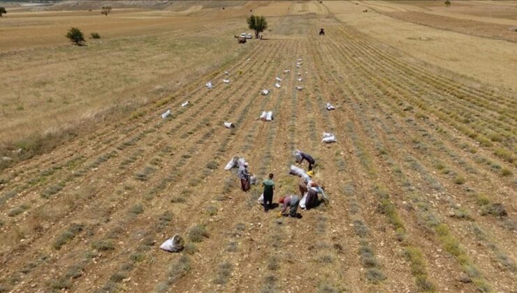 Burdur’da Susuz Tarımla Üretilen Ölmez Çiçek Üreticinin Yüzünü Güldürüyor