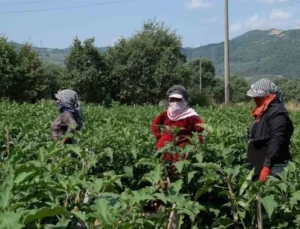 Bursa Patlıcanında Hasat Şenliği