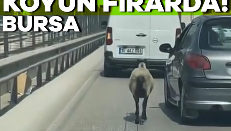 Bursa’da Firar Eden Koyun, Trafiği Alt Üst Etti