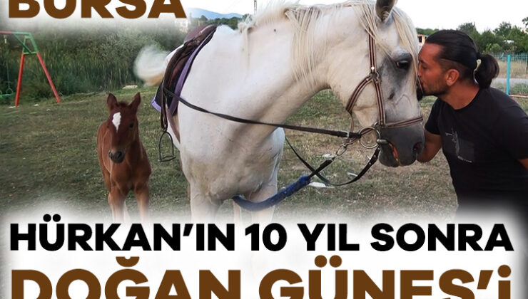 Bursa’da Kısır Sanılan At, 10 Yıl Sonra İlk Kez Doğum Yaptı