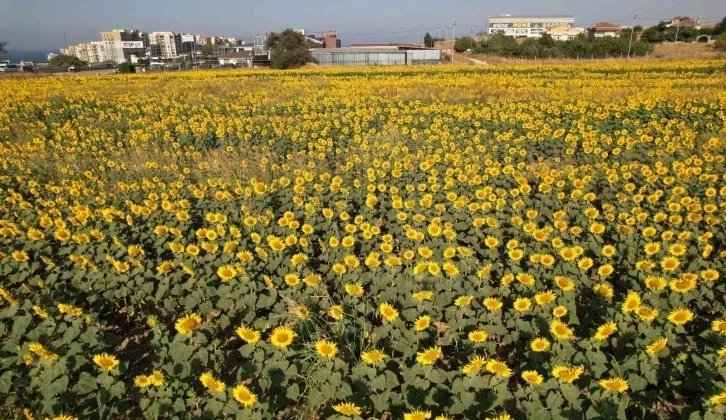 Büyükçekmece’de Görsel Şölen: Ayçiçek Tarlaları Yol Kenarlarını Sarıya Boyadı