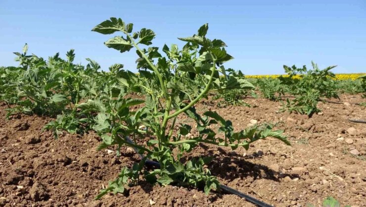 Çanakkale Domatesi: Türkiye’nin Meşhur Lezzeti