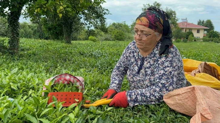 Çaykur Kontenjanı 50 Kilogramdan 30 Kilograma Düşürdü