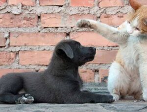 CHP’li Sarıbal’dan AKP’nin Sokak Hayvanları Tasarısına Tepki: Bu Maddeyle Açık Bir Şekilde Köpek Cinayeti Sağlanacak