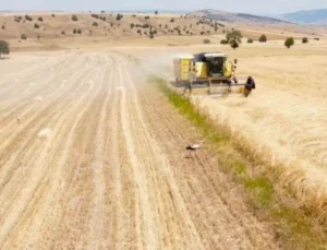 Çiftçi Hasat Sıkıntısında Leylekler İse Rızıklarının Peşinde