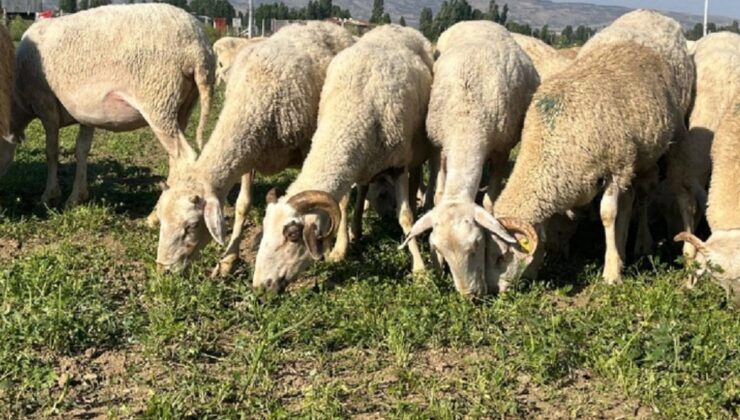 Çiftçi Satamayınca Tonlarca Ürün Tarlada Kaldı: 30 Dönümü Birden Koyunlara Yem Oldu