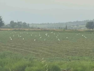 Çiftçilerin İmdadına Kuşlar Yetişti