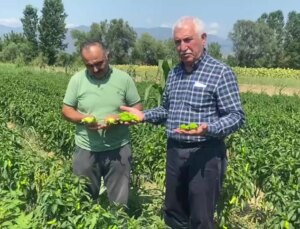 Çiftçilerin Problemleri: Ürünleri Satamıyoruz, Kazanç Sağlayamıyoruz