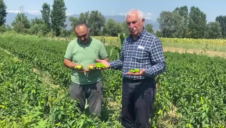 Çiftçilerin Problemleri: Ürünleri Satamıyoruz, Kazanç Sağlayamıyoruz