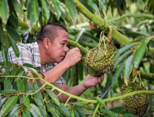 Çin ve Asean Ülkeleri Arasında Durian Sanayisi İttifakı Kuruldu